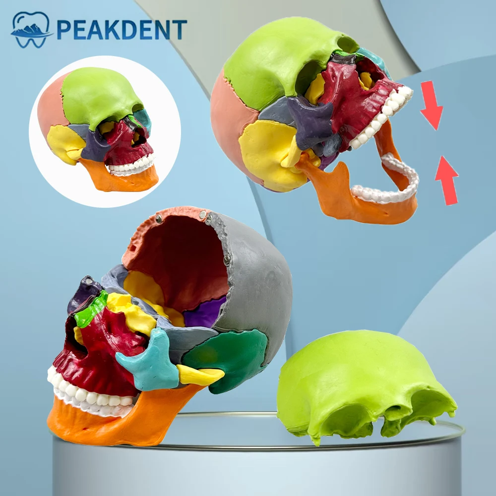 Detachable Teaching Anatomical Skull Model Desktop Ornament Disassembled Color Life Size Simulated Medical Anatomy Demo
Detachable Teaching Anatomical Skull Model Desktop Ornament Disassembled Color Life Size Simulated Medical Anatomy Demo