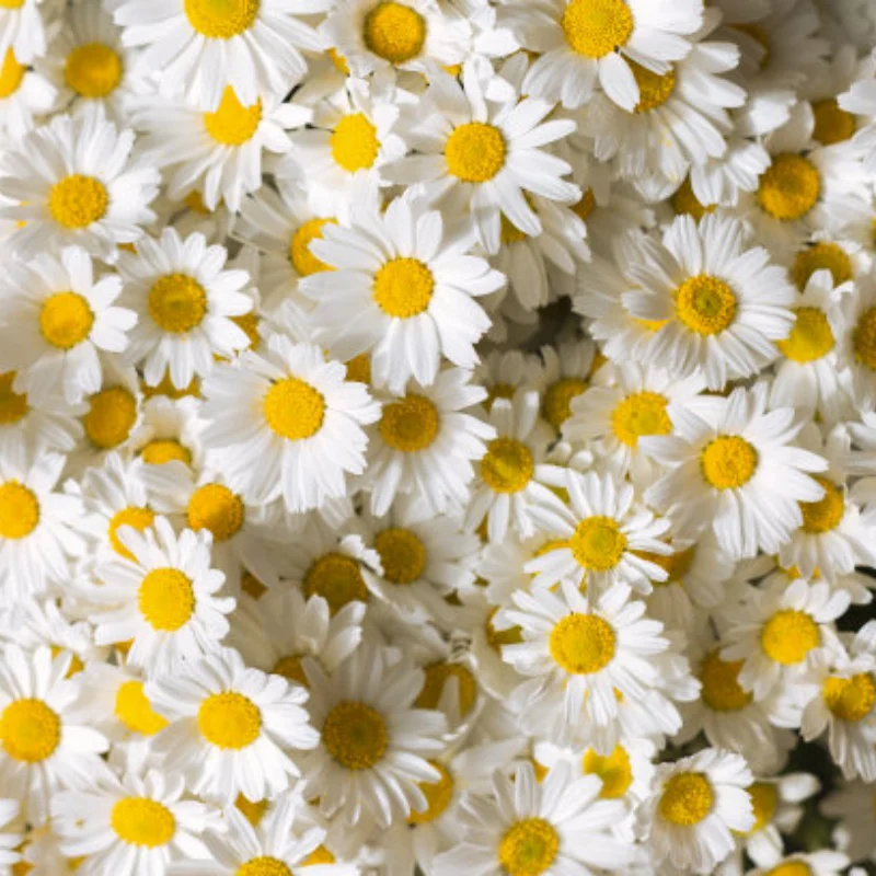 3 Pcs Metal Chassis Armor Front Rear Protector for 1:7 RC Car Trxs UDR Unlimited Desert Racer
3 Pcs Metal Chassis Armor Front Rear Protector for 1:7 RC Car Trxs UDR Unlimited Desert Racer