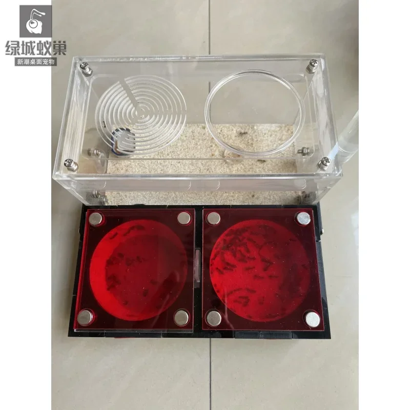 Плоское гнездо муравьи, гнездо серии Cold Palace, новое заднее бетонное гнездо
Плоское гнездо муравьи, гнездо серии Cold Palace, новое заднее бетонное гнездо