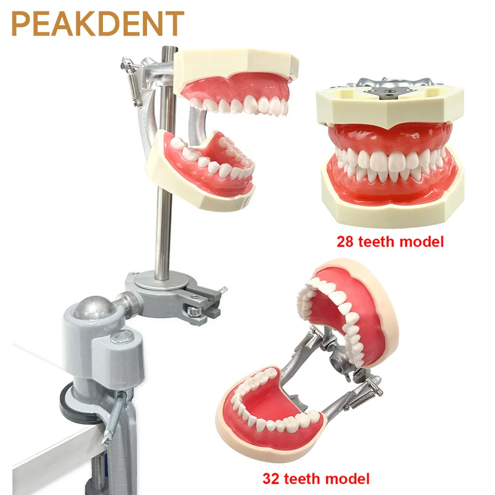 Dental Clamp Table Model Dental Simulator Simple Head Model Detachable Spare Teeth Model Dental Practice Training Simulator
Dental Clamp Table Model Dental Simulator Simple Head Model Detachable Spare Teeth Model Dental Practice Training Simulator