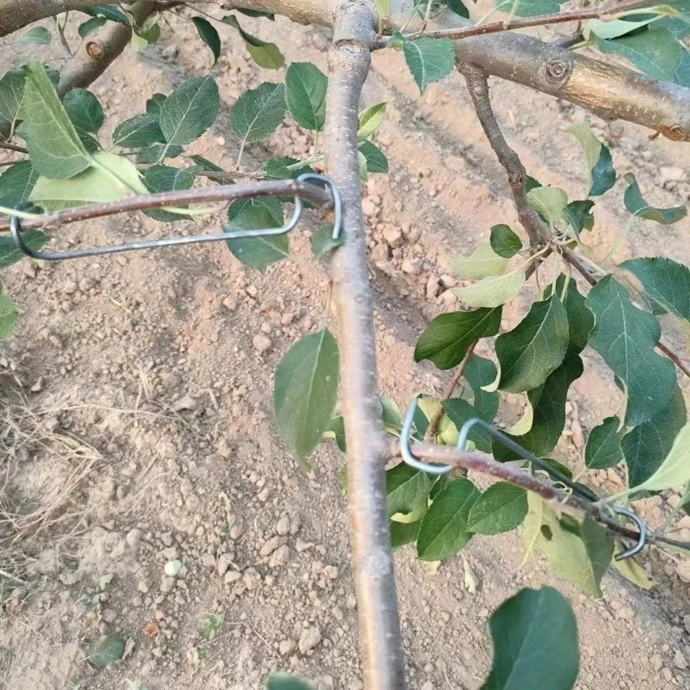 10Pcs Anti-Slip Metal Limb Spreaders with Protective Sleeve High-Strength Fruit Tree Branch Puller Strong Plant Support Tool
10Pcs Anti-Slip Metal Limb Spreaders with Protective Sleeve High-Strength Fruit Tree Branch Puller Strong Plant Support Tool