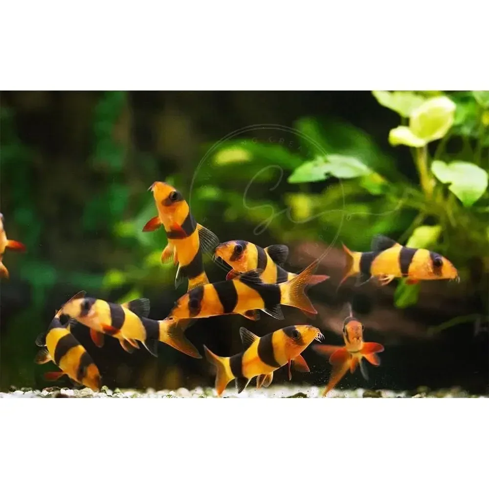 Freshwater Aquarium Clown Loaches (Tiger Botia) - Small Size (1 Inch), Pack of 6
Freshwater Aquarium Clown Loaches (Tiger Botia) - Small Size (1 Inch), Pack of 6