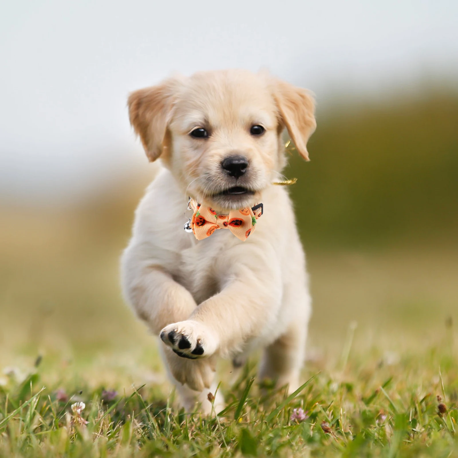 Halloween Cat Collar Adjustable Decorative Pet Neck Bow for Dogs Cats Rabbits Party Festival Costume Accessory Bell
Halloween Cat Collar Adjustable Decorative Pet Neck Bow for Dogs Cats Rabbits Party Festival Costume Accessory Bell