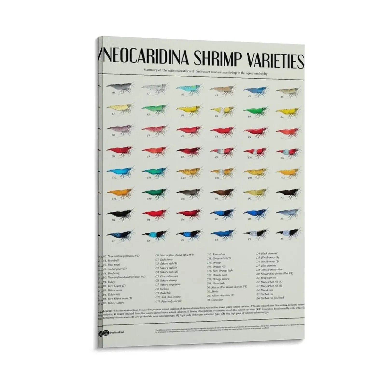 Neocaridina shrimp poster Canvas Painting room decorations for girls bedroom decor Decorative picture poster anime
Neocaridina shrimp poster Canvas Painting room decorations for girls bedroom decor Decorative picture poster anime