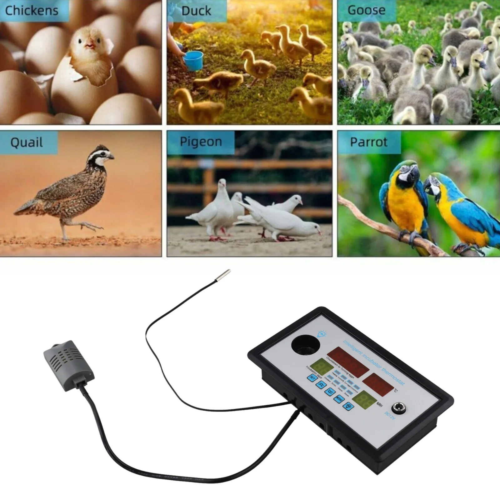 High Performance Temperature and Humidity Control 12V Incubator Thermostat for Chicken Duck Goose Eggs ZFX W9002
High Performance Temperature and Humidity Control 12V Incubator Thermostat for Chicken Duck Goose Eggs ZFX W9002