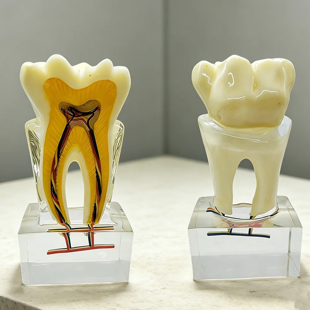 Dental Tooth Anatomy Model With Nerve Vessels Anatomical Cross Section Molar Model Endodontics Root Canal Demonstration Model
Dental Tooth Anatomy Model With Nerve Vessels Anatomical Cross Section Molar Model Endodontics Root Canal Demonstration Model