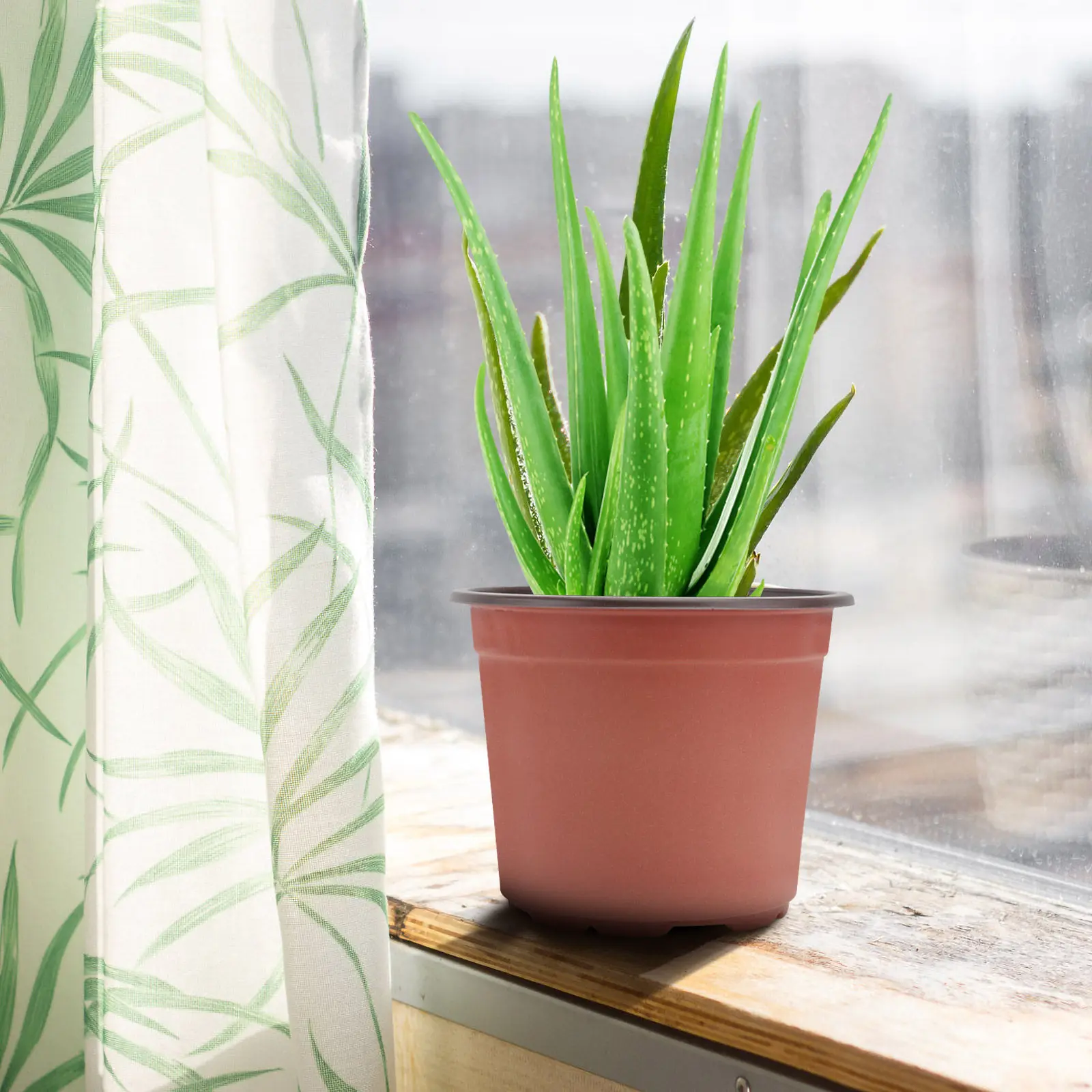 50Pcs Plastic Flowerpot Creative Breathable Succulents Pot Decorative Desk Bookshelf Gardening Flower Basin Diameter 120Mm Brown
50Pcs Plastic Flowerpot Creative Breathable Succulents Pot Decorative Desk Bookshelf Gardening Flower Basin Diameter 120Mm Brown