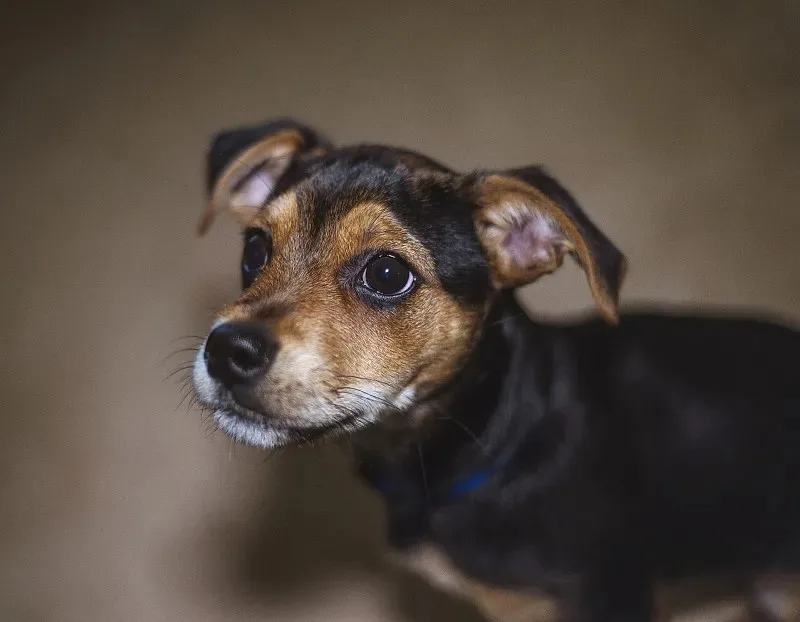 4pcs 1/8 1/10 HPI Raptor CNE DRX Kaishima Carisma Remote Control RC Tire Rally Universal
4pcs 1/8 1/10 HPI Raptor CNE DRX Kaishima Carisma Remote Control RC Tire Rally Universal