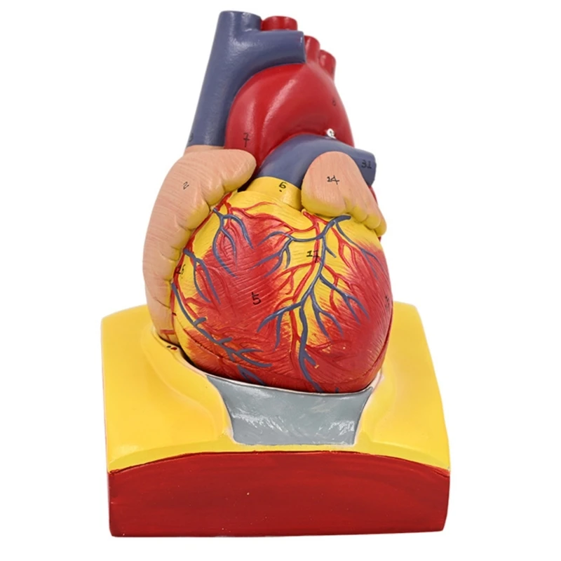 Human Heart Model Detachable Human Heart Anatomical Model Medicals Teaching Tool for Science Classroom Teaching Model 601D
Human Heart Model Detachable Human Heart Anatomical Model Medicals Teaching Tool for Science Classroom Teaching Model 601D