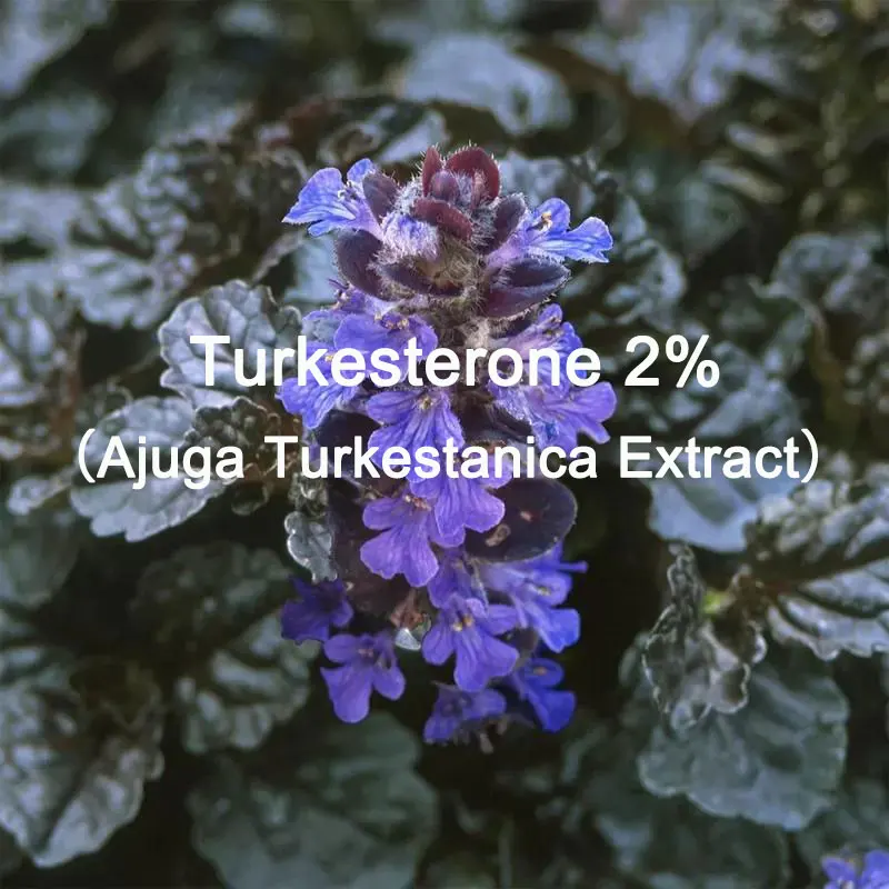 Global Customized for Ajuga Turkestanica Extract Turkesterone Kraft Paper Bag Packing for Fast Delivered
Global Customized for Ajuga Turkestanica Extract Turkesterone Kraft Paper Bag Packing for Fast Delivered