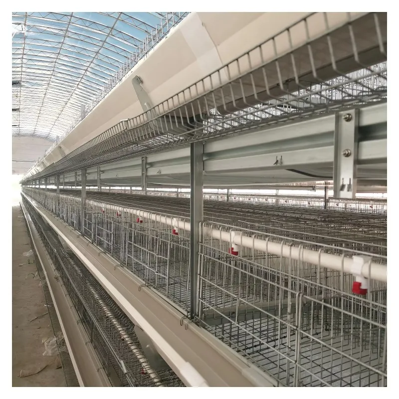 Chicken Cage 4 Tier with Drinker and Conveyor Belt
Chicken Cage 4 Tier with Drinker and Conveyor Belt