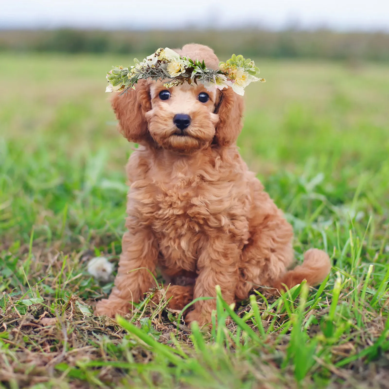 Dog Wedding Flower Collar Artificial Flowers Adjustable Ribbon Puppy Collar Pet Photo Prop Dog Floral Crown for Wedding Party
Dog Wedding Flower Collar Artificial Flowers Adjustable Ribbon Puppy Collar Pet Photo Prop Dog Floral Crown for Wedding Party