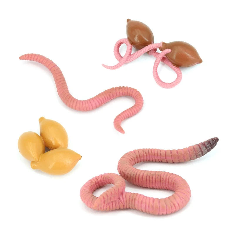 T84C-4Pcs Simulation Earthworm Growth Model Animal Growth Cycle Biological Model Simulation Growth Science Educational Toys
T84C-4Pcs Simulation Earthworm Growth Model Animal Growth Cycle Biological Model Simulation Growth Science Educational Toys
