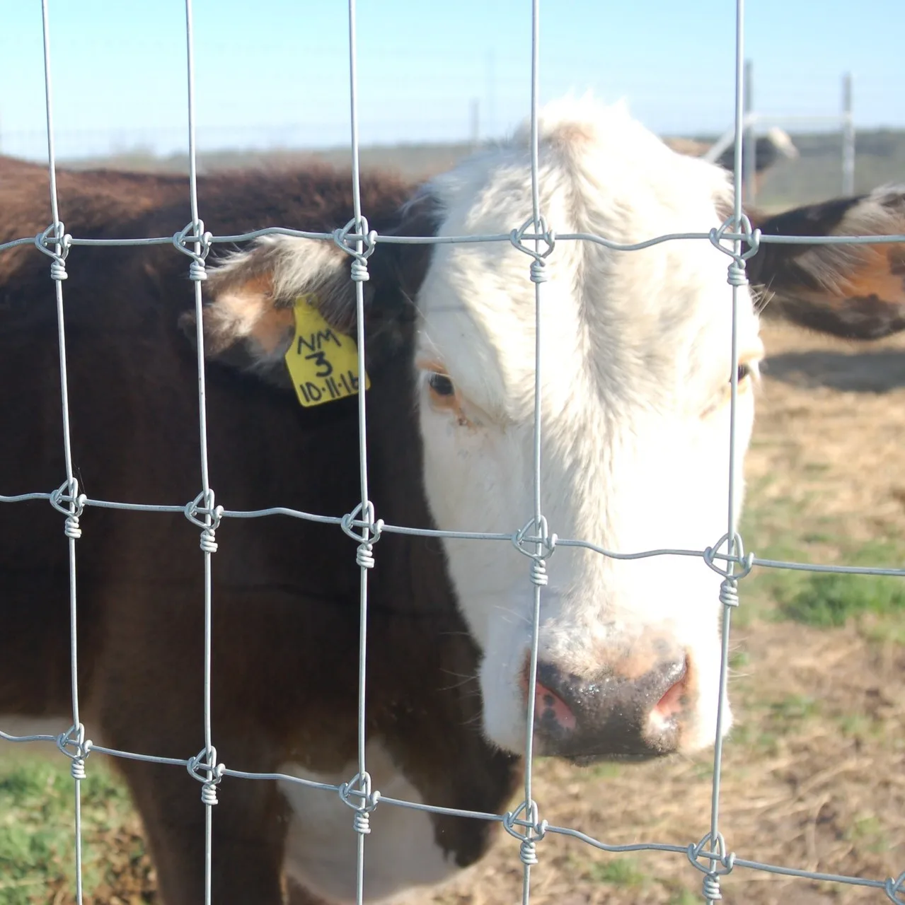 Farming Fencing Wire Mesh Game Wire Farm Field Fixed Knot Deer Horse Cow Sheep Animal Fence Galvanized Fencing Wire Farm
Farming Fencing Wire Mesh Game Wire Farm Field Fixed Knot Deer Horse Cow Sheep Animal Fence Galvanized Fencing Wire Farm