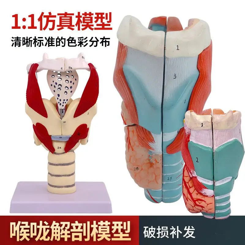 2X Enlargement Pharynx Model Throat Anatomy Specimen Throat Blood Vessels Thyroid Adam's Apple Larynx Throat, Teaching Simulatio
2X Enlargement Pharynx Model Throat Anatomy Specimen Throat Blood Vessels Thyroid Adam's Apple Larynx Throat, Teaching Simulatio