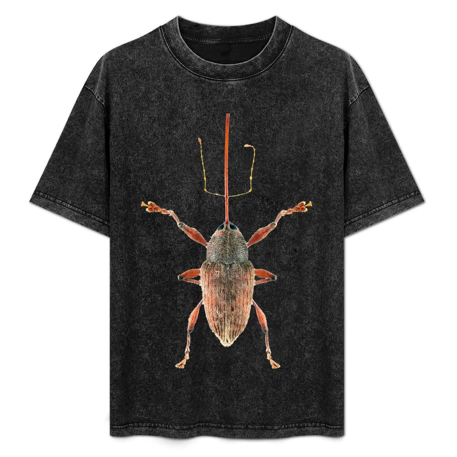 Acorn Weevil T-Shirt Casual Everyday Wear T-Shirt
Acorn Weevil T-Shirt Casual Everyday Wear T-Shirt