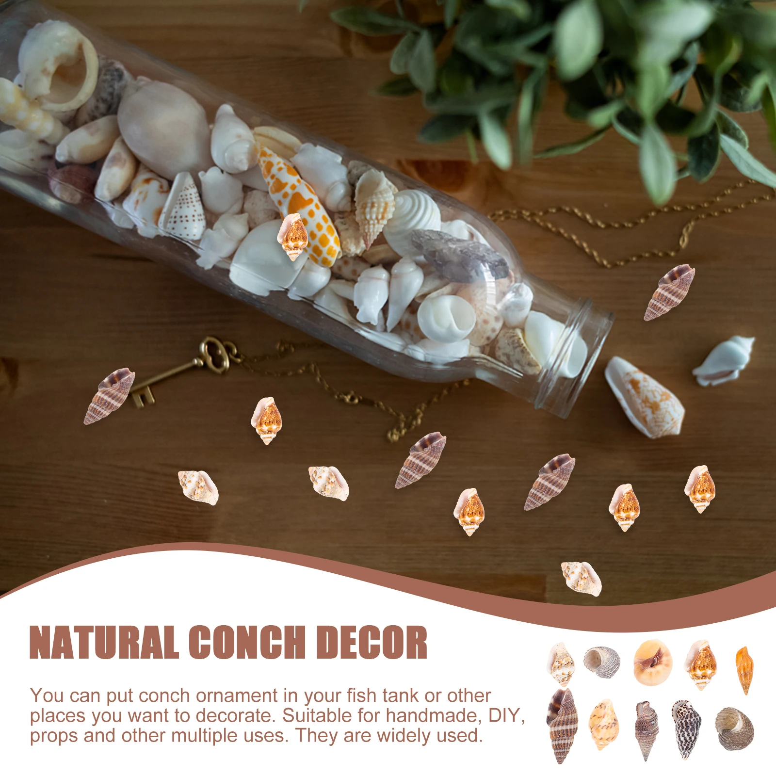 1 Box Exquisite Conch Decorations for Handmade Pendants Gifts Crafts Home Living Room Dining Table Decorative Accents
1 Box Exquisite Conch Decorations for Handmade Pendants Gifts Crafts Home Living Room Dining Table Decorative Accents