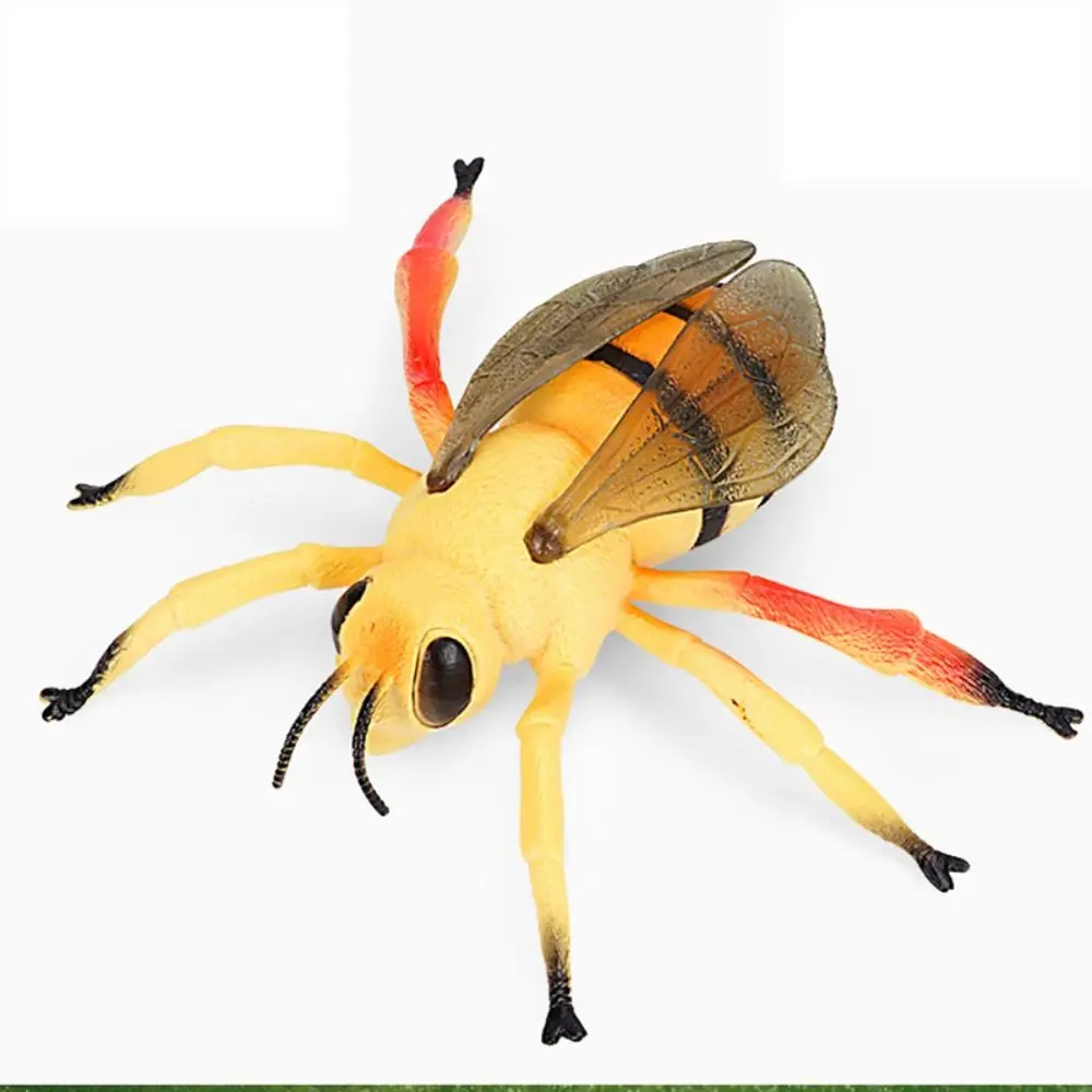 Insect Figure Toy Spiders Simulated Insect Model Grasshopper Cricket Simulation Wildlife Model PVC Simulation Kids Toys
Insect Figure Toy Spiders Simulated Insect Model Grasshopper Cricket Simulation Wildlife Model PVC Simulation Kids Toys