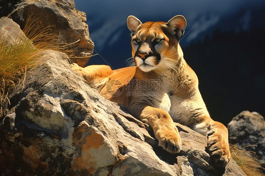 Hard Plastic 12.3inch 313mm Wheelbase Cherokee Body Shell for 1/10 RC Crawler Axial SCX10 & SCX10 II 90046 90047
Hard Plastic 12.3inch 313mm Wheelbase Cherokee Body Shell for 1/10 RC Crawler Axial SCX10 & SCX10 II 90046 90047