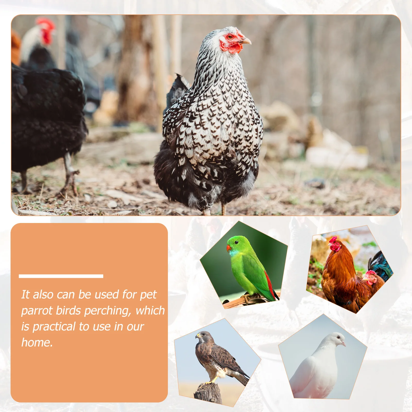 Wooden Chicken Perch Durable Smooth Hen Rooster St Toy Balance Exercise Easy InstallFunny Parrot Frame Pet Supplies Chicken
Wooden Chicken Perch Durable Smooth Hen Rooster St Toy Balance Exercise Easy InstallFunny Parrot Frame Pet Supplies Chicken