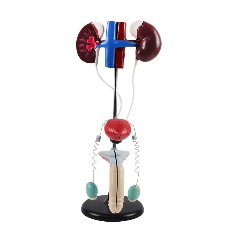 Human genitourinary system model male kidney anatomy mold female vesicoureteral structure biological solid
Human genitourinary system model male kidney anatomy mold female vesicoureteral structure biological solid