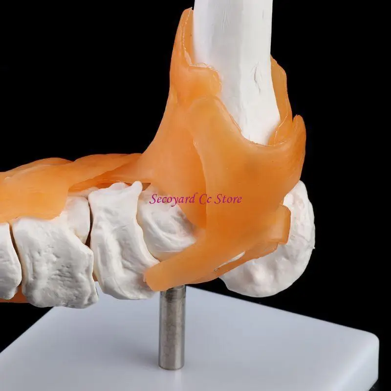 N3UC 1: 1 Human Skeleton Human Model Joint Medical Anatomy Ankle Ligament Anatomicall
N3UC 1: 1 Human Skeleton Human Model Joint Medical Anatomy Ankle Ligament Anatomicall