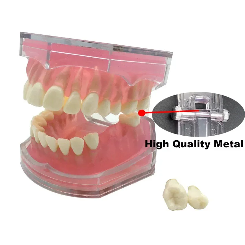 Dental Model Practice Typodont Teeth Model Soft Gum for Dental Training Teeth Jaw Models Dentist Studying Dental Teaching Teeth
Dental Model Practice Typodont Teeth Model Soft Gum for Dental Training Teeth Jaw Models Dentist Studying Dental Teaching Teeth