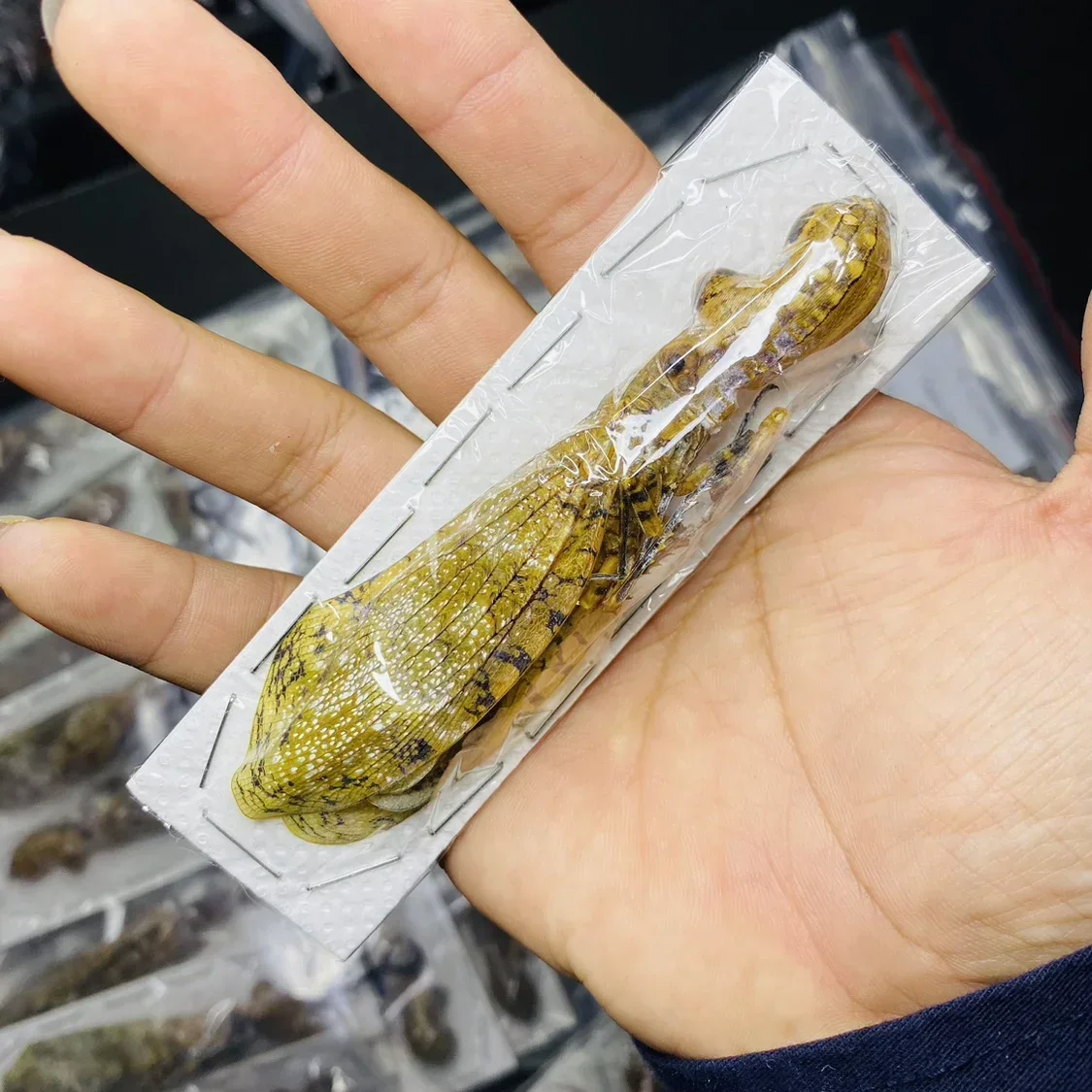 Образец насекомых и цикады, настоящие насекомые, животные, дополнительная лопата, жук, обучение, образование, реквизит для фотосъемки, протокоа, домашний декор
Образец насекомых и цикады, настоящие насекомые, животные, дополнительная лопата, жук, обучение, образование, реквизит для фотосъемки, протокоа, домашний декор