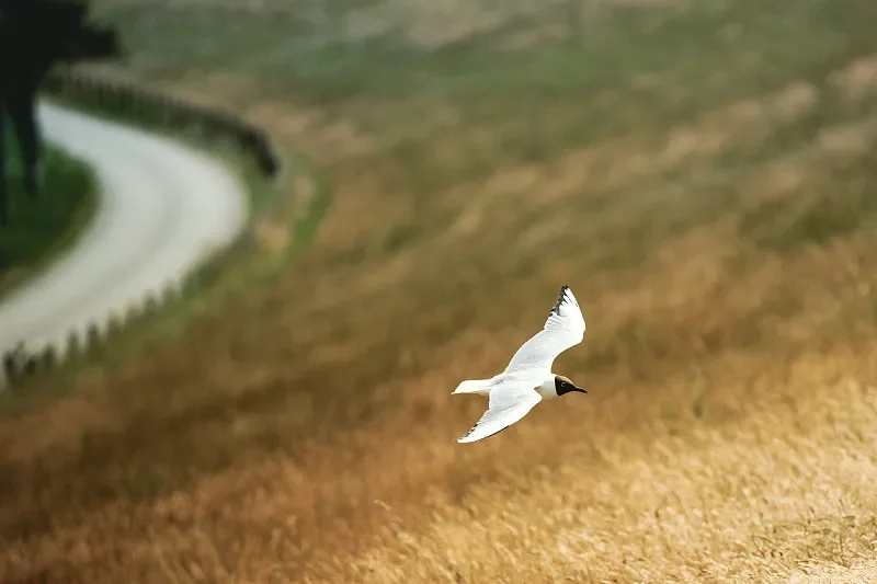 Радиоуправляемая машинка из сплава Sulong SL-278 1:20 — высокоскоростная электрическая игрушка для бездорожья и гоночного дрифта 2,4G RWD
Радиоуправляемая машинка из сплава Sulong SL-278 1:20 — высокоскоростная электрическая игрушка для бездорожья и гоночного дрифта 2,4G RWD