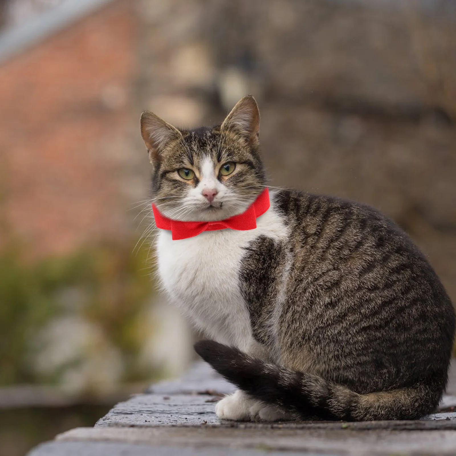 Pet Bow Tie Neck Decoration Dog Collar Adjustable Breathable Canvas Puppy Safe Cats Kitten Daily Wear Parties Photoshoot
Pet Bow Tie Neck Decoration Dog Collar Adjustable Breathable Canvas Puppy Safe Cats Kitten Daily Wear Parties Photoshoot