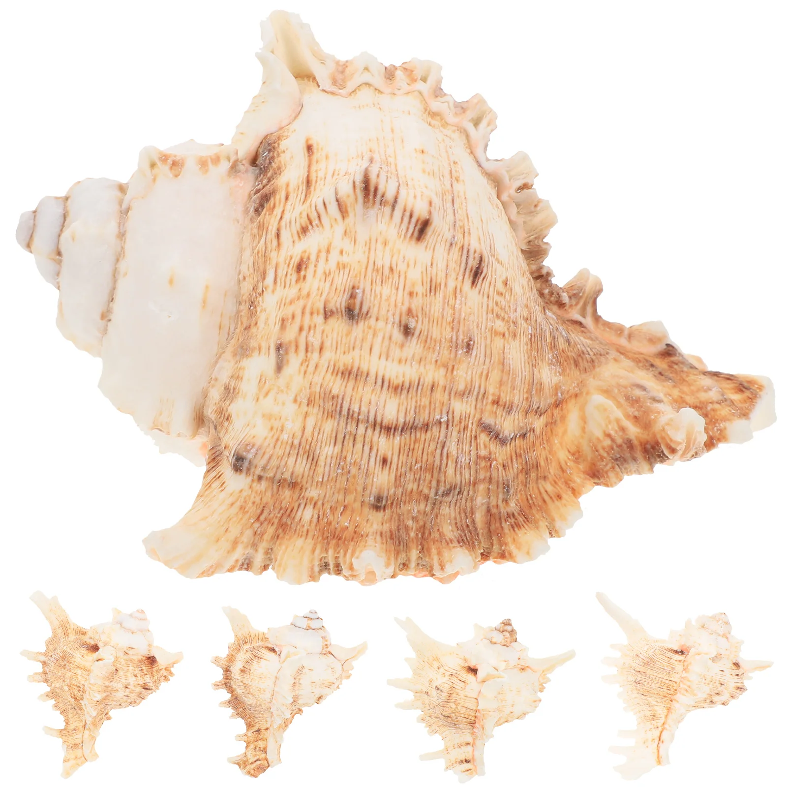 5Pcs Conch Seashell Decor Premium Material Home Desktop Decoration Planting Pot Gift for Living Space Aquarium Wedding Party
5Pcs Conch Seashell Decor Premium Material Home Desktop Decoration Planting Pot Gift for Living Space Aquarium Wedding Party