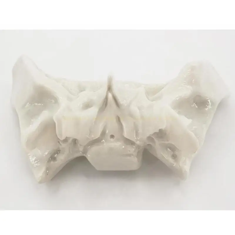 Human Skeleton Model for Anatomy Sphenoid Temporal Bone Ethmoid Bone Model Medicals Model Teaching Model Supplies
Human Skeleton Model for Anatomy Sphenoid Temporal Bone Ethmoid Bone Model Medicals Model Teaching Model Supplies