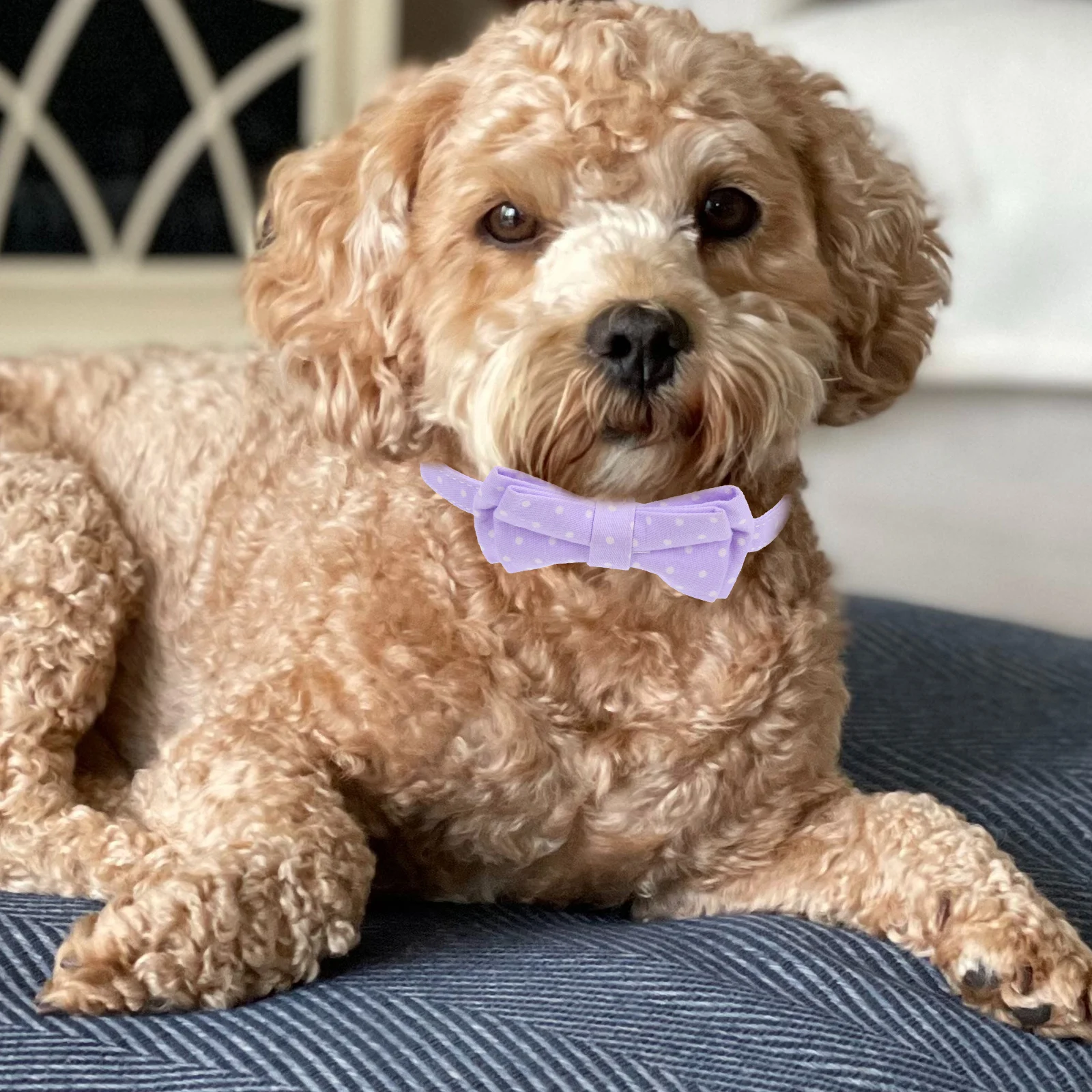 Cotton Dog Collar Adjustable Strap Bow Tie Design for Small Dogs Holiday Party Accessories Anti Lost Bell Christmas
Cotton Dog Collar Adjustable Strap Bow Tie Design for Small Dogs Holiday Party Accessories Anti Lost Bell Christmas