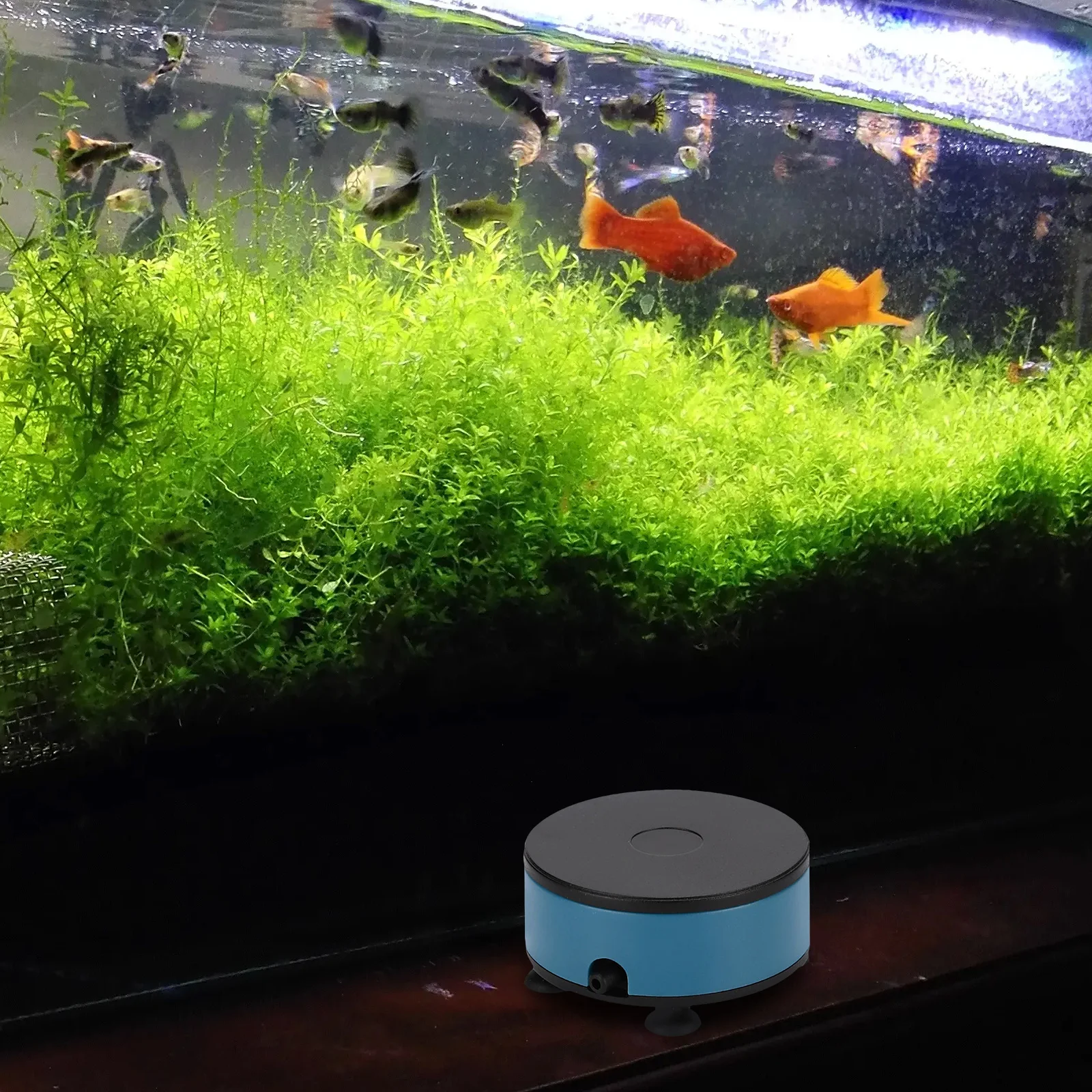 1Set USB Oxygen Pump Aquarium Air Pump Fish Tank Bubbler Accessories Quiet Aerator for Indoor Outdoor Fish Pond 
1Set USB Oxygen Pump Aquarium Air Pump Fish Tank Bubbler Accessories Quiet Aerator for Indoor Outdoor Fish Pond