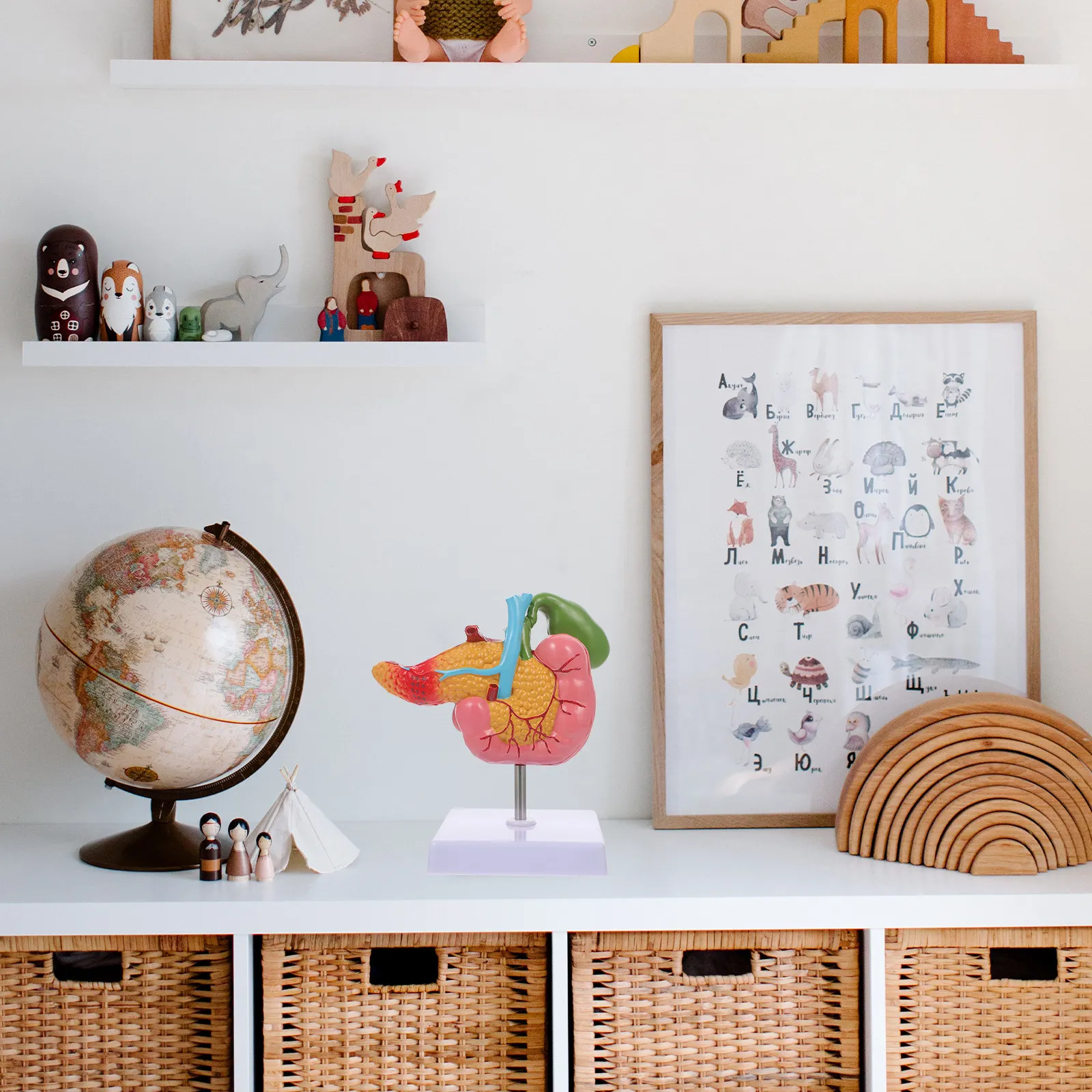 Human Pancreas Duodenal Gallbladder Pathological Teaching Instrument Detailed Anatomy Biological Medical Education Display
Human Pancreas Duodenal Gallbladder Pathological Teaching Instrument Detailed Anatomy Biological Medical Education Display