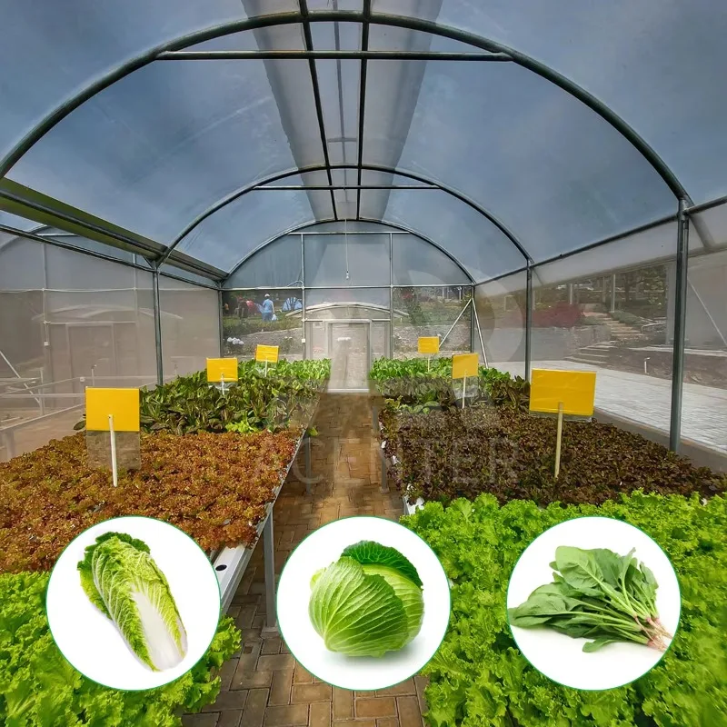 Hot Dip Galvanized Steel Agricultural Greenhouse Manufacturer's 6x12m Umbrella Roof Ventilation Large Size Green House
Hot Dip Galvanized Steel Agricultural Greenhouse Manufacturer's 6x12m Umbrella Roof Ventilation Large Size Green House