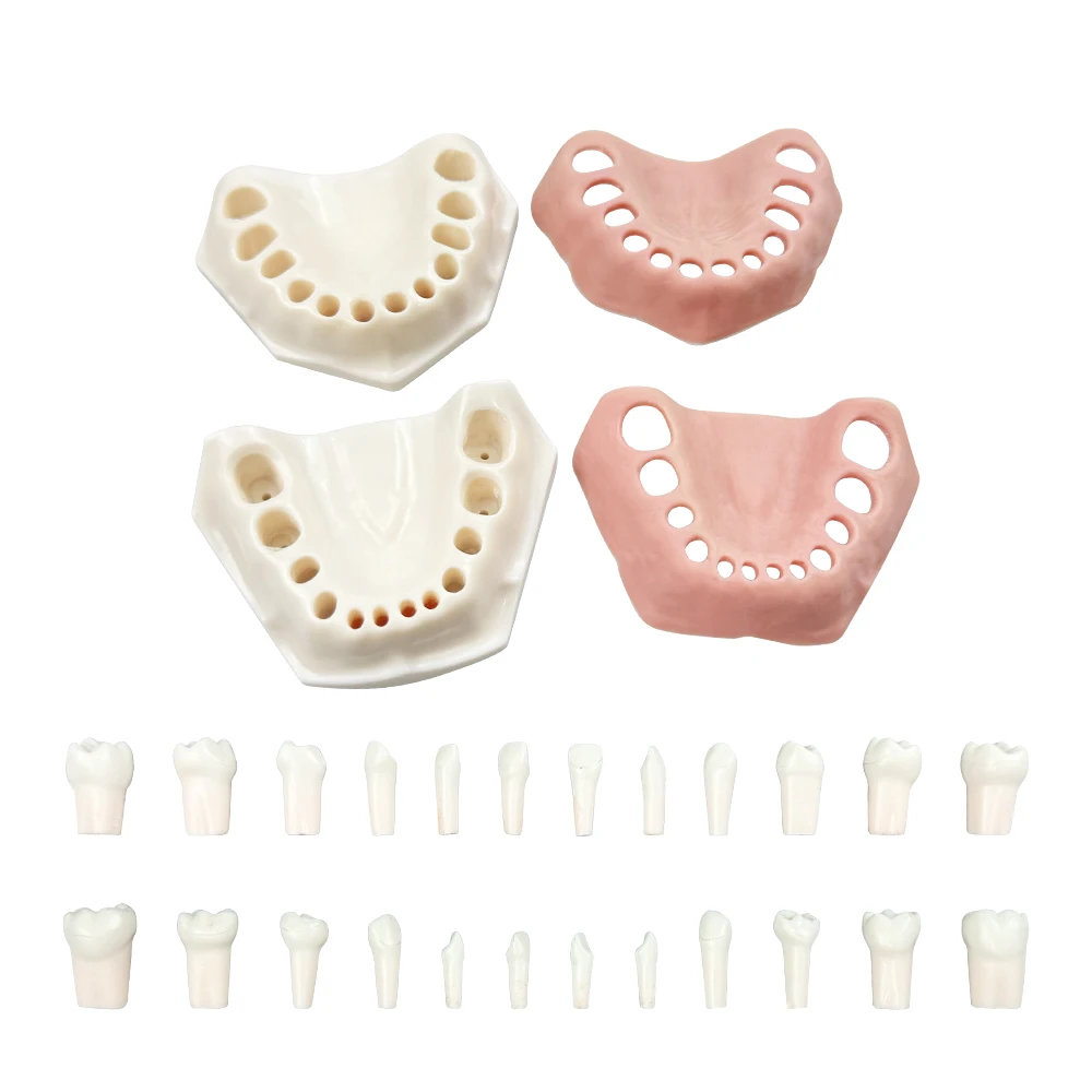 24 Teeth Kids Deciduous Teeth Practice Model With Removable Tooth Practice Teaching Gum Teeth Jaw Model Dentistry Demo Tool
24 Teeth Kids Deciduous Teeth Practice Model With Removable Tooth Practice Teaching Gum Teeth Jaw Model Dentistry Demo Tool