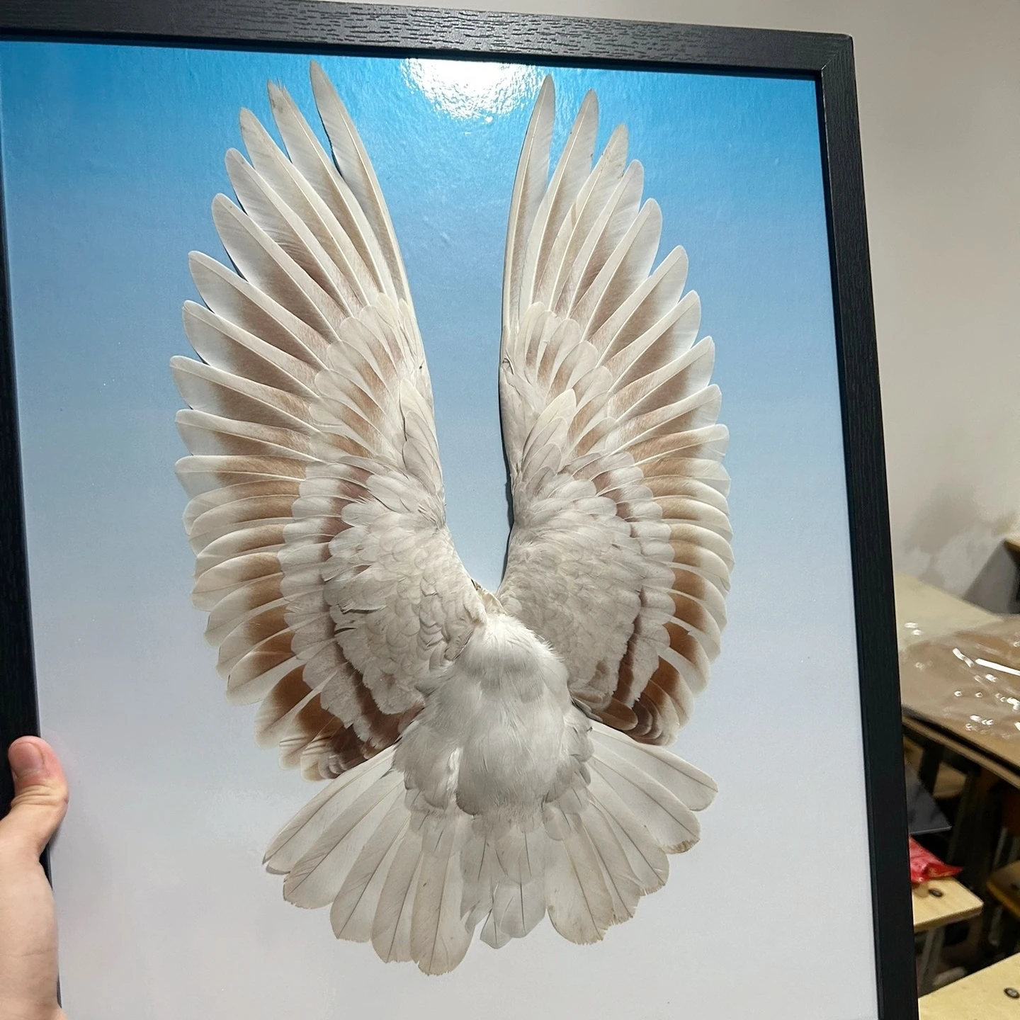 2212 Creative Gifts, Handmade, Bird Feather Specimens Decorative Paintings, Collections, Room Decorative Art, Wall Paintings
2212 Creative Gifts, Handmade, Bird Feather Specimens Decorative Paintings, Collections, Room Decorative Art, Wall Paintings