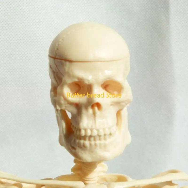 W89C Mini Human Skeleton Model for w/ Stand Movable Arms Legs Scientific for Basic St
W89C Mini Human Skeleton Model for w/ Stand Movable Arms Legs Scientific for Basic St