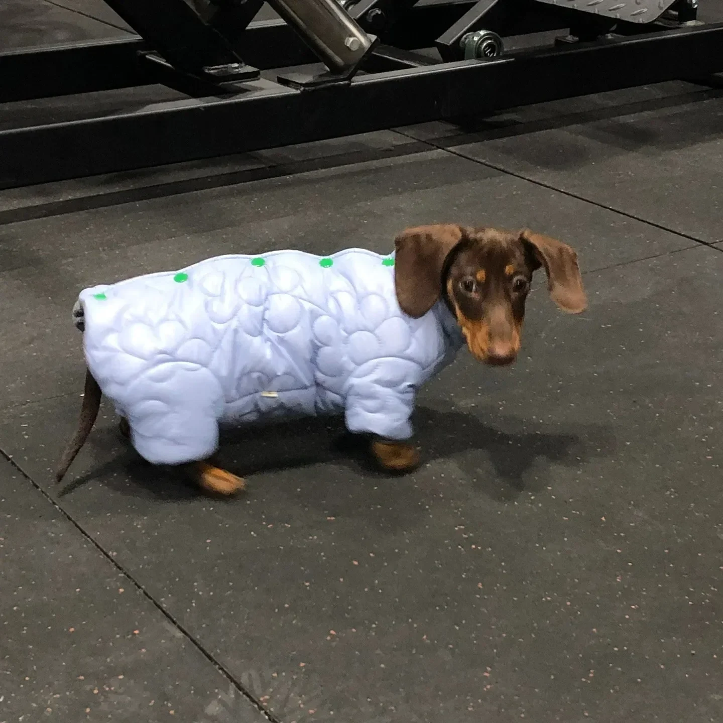 Осенне-зимняя короткая одежда для собак, плотная теплая одежда для таксы, корги, щенка, аксессуары для собак, Ropa Para Perros 
Осенне-зимняя короткая одежда для собак, плотная теплая одежда для таксы, корги, щенка, аксессуары для собак, Ropa Para Perros