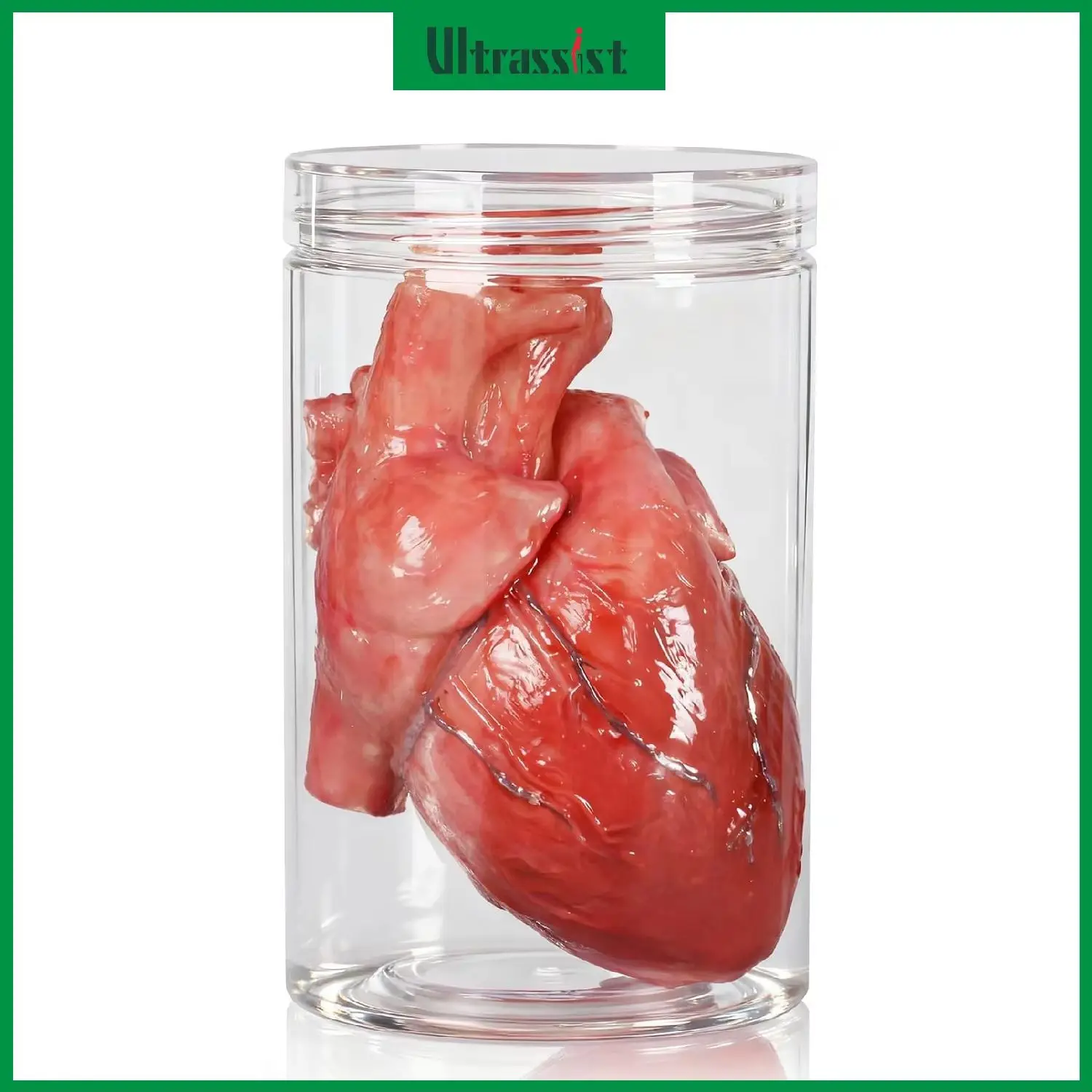 Ultrassist Human Heart Model Silicone Fake Anatomical Heart Prop Life Size for Halloween Haunted House Medical Decor Latex Free
Ultrassist Human Heart Model Silicone Fake Anatomical Heart Prop Life Size for Halloween Haunted House Medical Decor Latex Free
