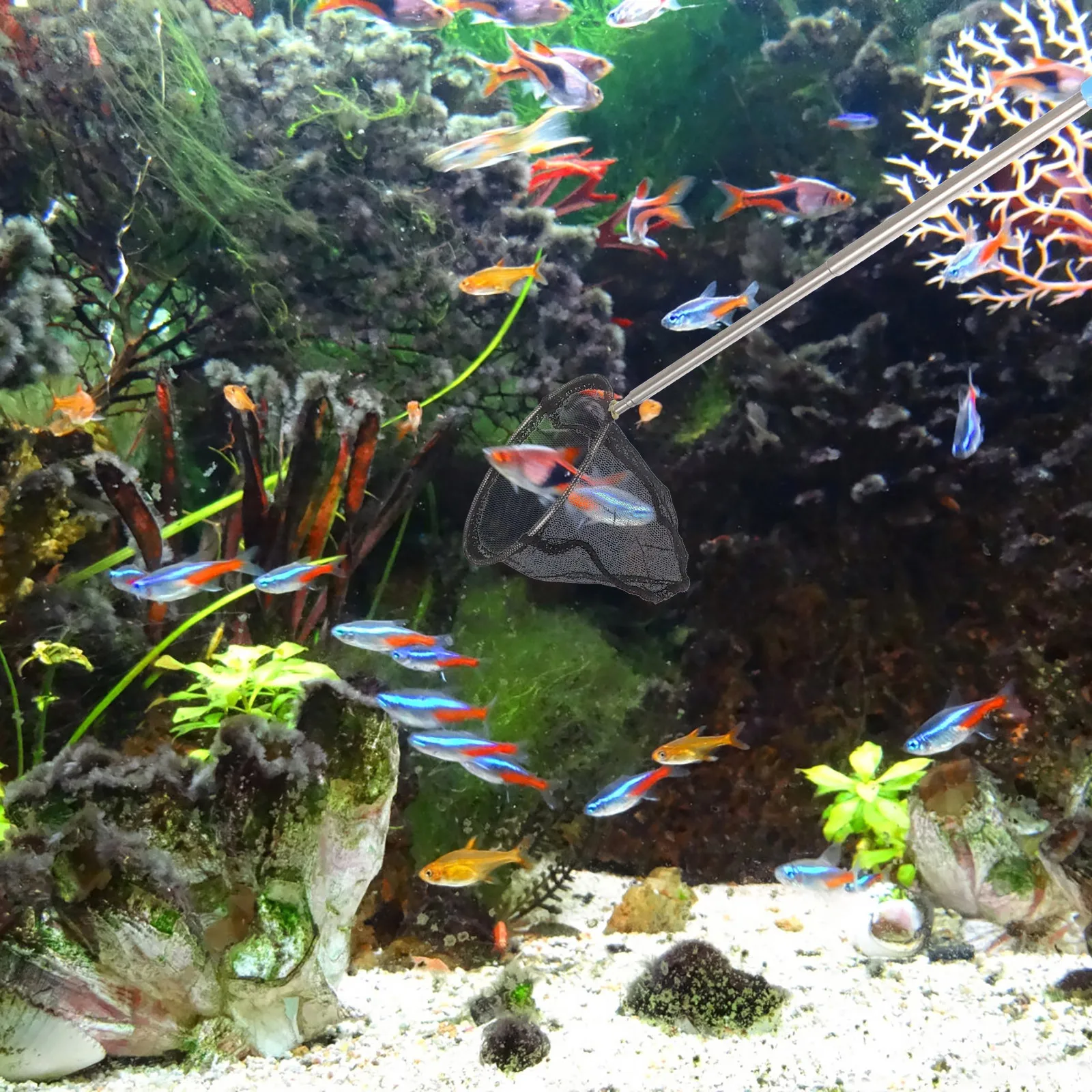 1Pcs Retractable Fish Landing Net Stainless Steel Telescopic Pole Shrimp Fishing Net Compact Outdoor Fishing Equipment
1Pcs Retractable Fish Landing Net Stainless Steel Telescopic Pole Shrimp Fishing Net Compact Outdoor Fishing Equipment