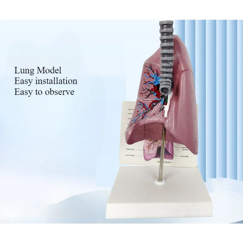 Lung Structure Model Human Respiratory System Heart Lung Structure Heart Lung Detachable Teaching Model Props
Lung Structure Model Human Respiratory System Heart Lung Structure Heart Lung Detachable Teaching Model Props
