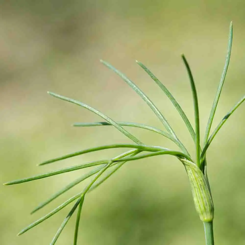 SpeedyBee F405 AIO V2 35A 40A 25.5x25.5mm 3-6S Dual BEC ICM42688 Flight Controller ESC Integrated Model Aircraft Controller RC
SpeedyBee F405 AIO V2 35A 40A 25.5x25.5mm 3-6S Dual BEC ICM42688 Flight Controller ESC Integrated Model Aircraft Controller RC