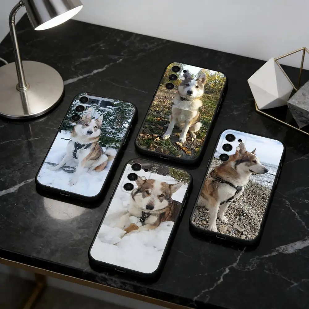 Cute West Siberian Laika Phone Case For Samsung S25,S24,S21,S22,S23,S30,Ultra,S20,Plus,Fe,Note,5G Black Cover
Cute West Siberian Laika Phone Case For Samsung S25,S24,S21,S22,S23,S30,Ultra,S20,Plus,Fe,Note,5G Black Cover