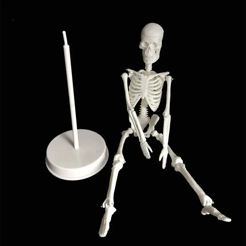 Small bone model 20CM 45CM, detachable skeleton for medical demonstration models, Halloween decorations, garden decorations
Small bone model 20CM 45CM, detachable skeleton for medical demonstration models, Halloween decorations, garden decorations