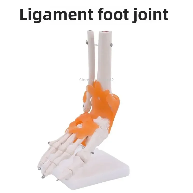 Human 1:1 Skeleton Ligament Foot Ankle Joint Anatomi cal Anatomy Medical Model , bendable foot bone structure, Foot Joint model
Human 1:1 Skeleton Ligament Foot Ankle Joint Anatomi cal Anatomy Medical Model , bendable foot bone structure, Foot Joint model