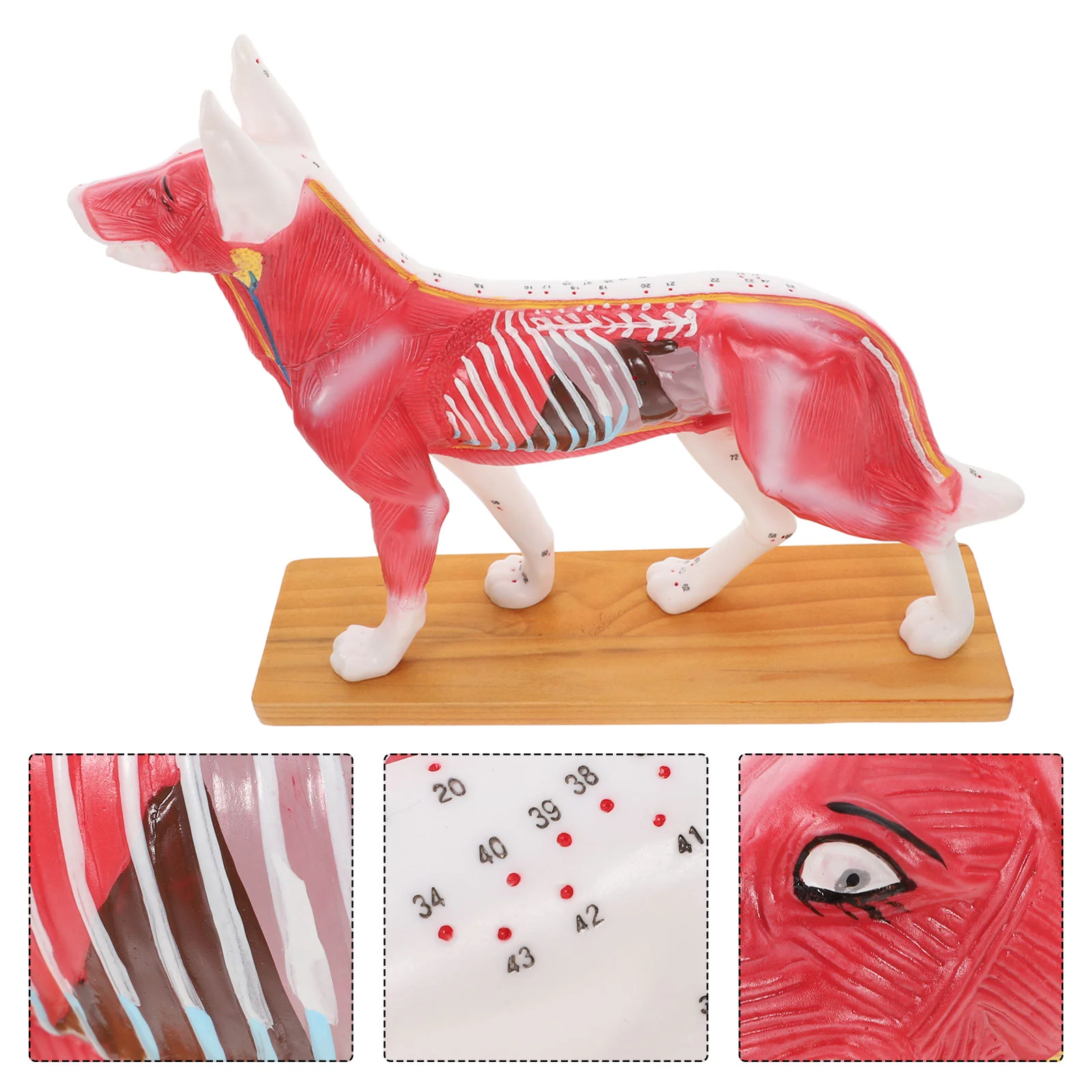 PVC Dog Acupoint Model Teaching Training Tools for Veterinary Acupuncture Study Canine Student Child Easy
PVC Dog Acupoint Model Teaching Training Tools for Veterinary Acupuncture Study Canine Student Child Easy