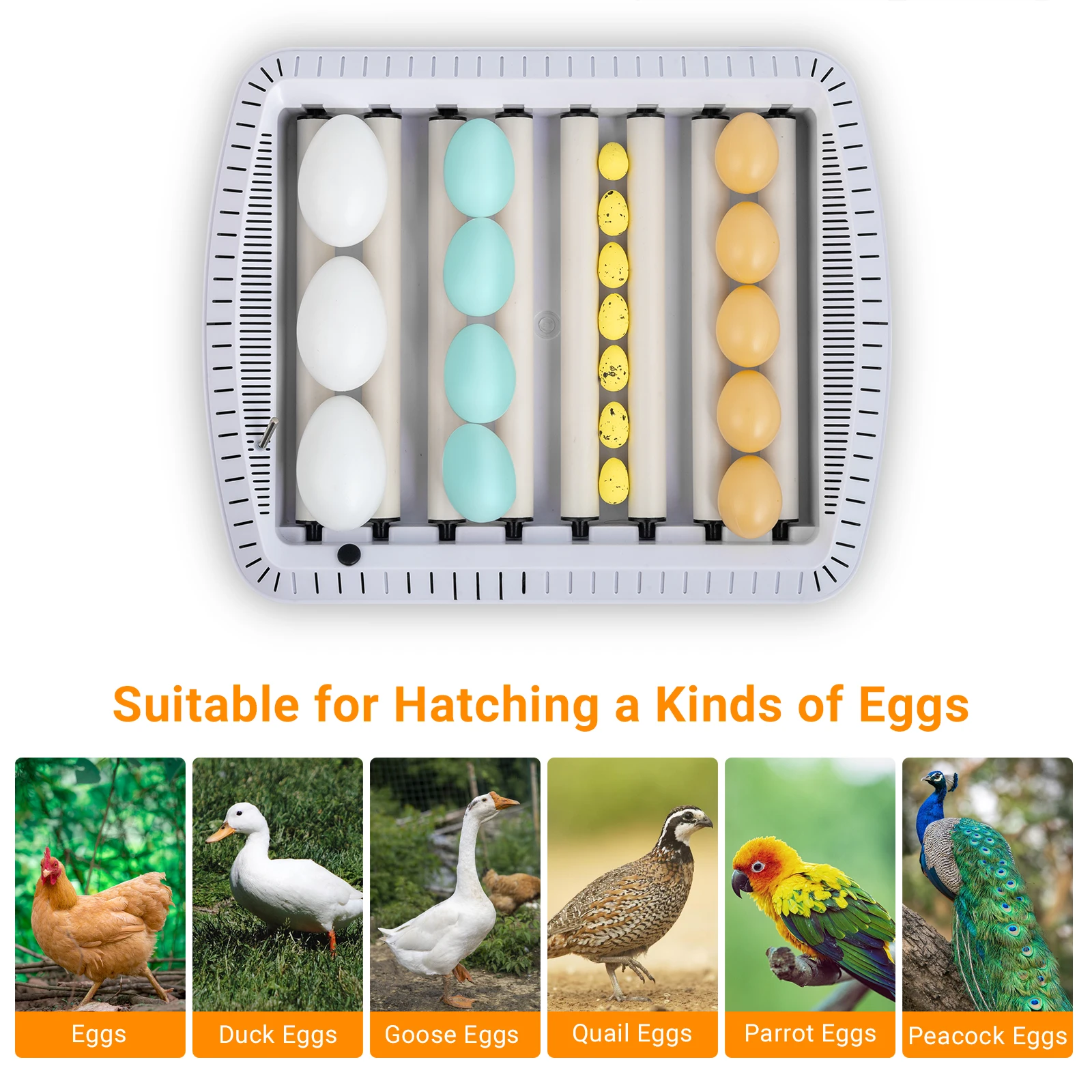 Automatic Egg Incubator Incubator Light transparent window 35 eggs humidity control automatic temperature control Eggs Hatcher
Automatic Egg Incubator Incubator Light transparent window 35 eggs humidity control automatic temperature control Eggs Hatcher