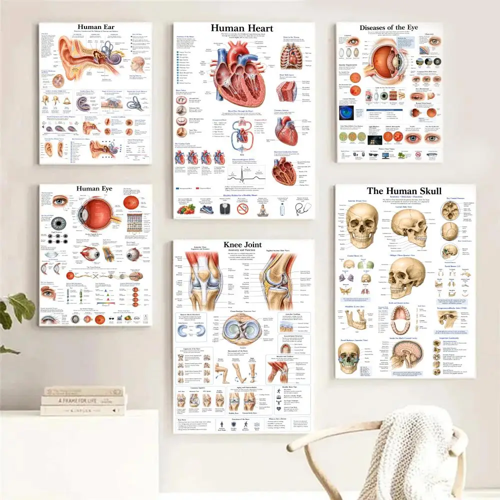 Human Eye Anatomy Muscles System Painting Calligraphy Pictures Room Bedroom Interior Wall Decoration Canvas Poster Art Mural
Human Eye Anatomy Muscles System Painting Calligraphy Pictures Room Bedroom Interior Wall Decoration Canvas Poster Art Mural